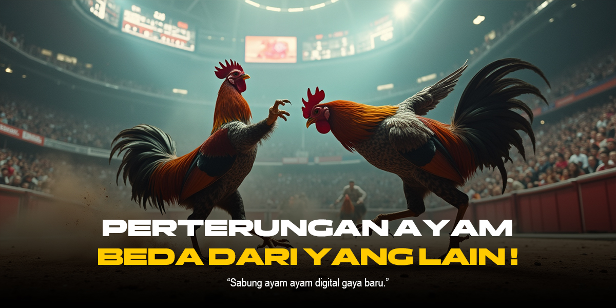Mengenal Jenis Ayam Aduan SV388: Fokus Sabung Ayam Terbaik